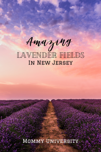 Amazing Lavender Fields in New Jersey