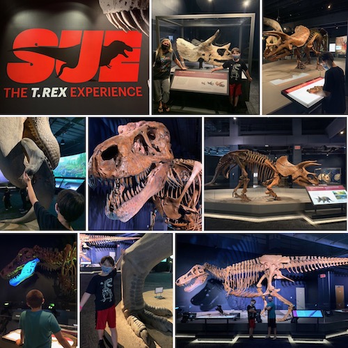 t rex experience