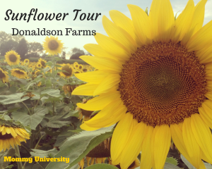 Sunflower Tour