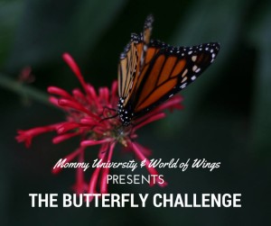 Butterfly Challenge