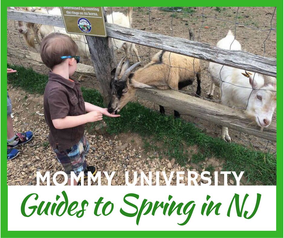 Educational Benefits of Zoos | Mommy University