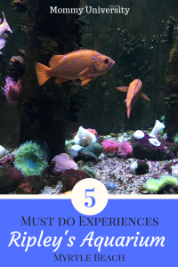 5 Must Do Experiences at Ripley's Aquarium Myrtle Beach