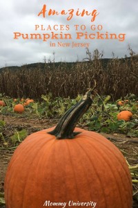 Amazing Places to Go Pumpkin Picking in NJ