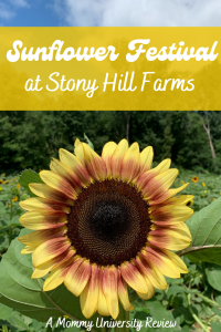 Sunflower Festival at Stony Hill Farms