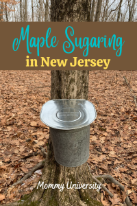 Maple Sugaring in NJ